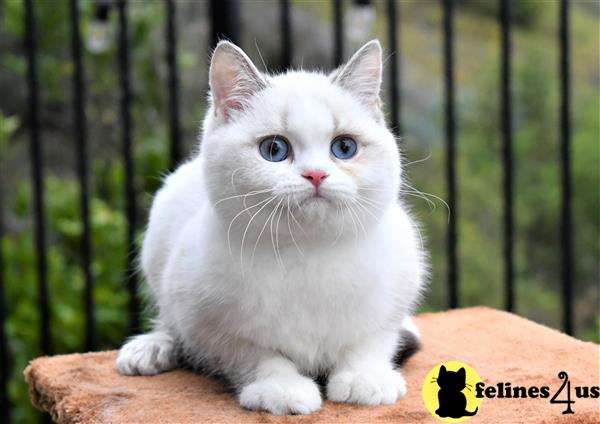thechubbyfacedcat Picture 2